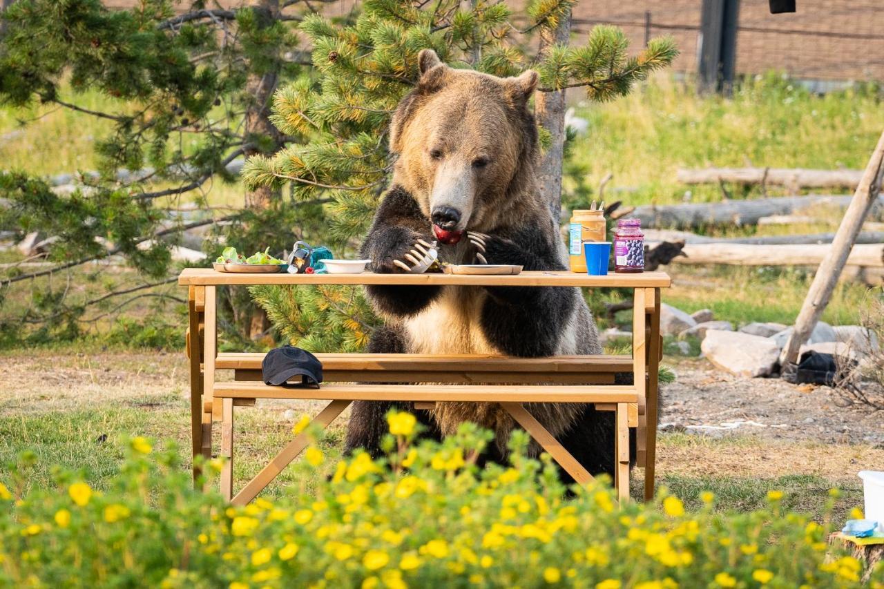 Baby Bear Cabin Villa West Yellowstone Exterior photo